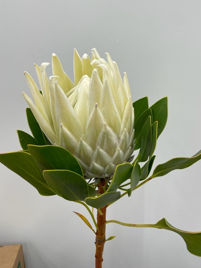 P. Cynaroides - White
