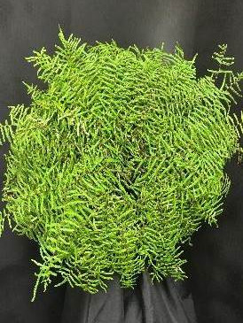 Coral Fern
