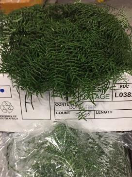 Coral Fern