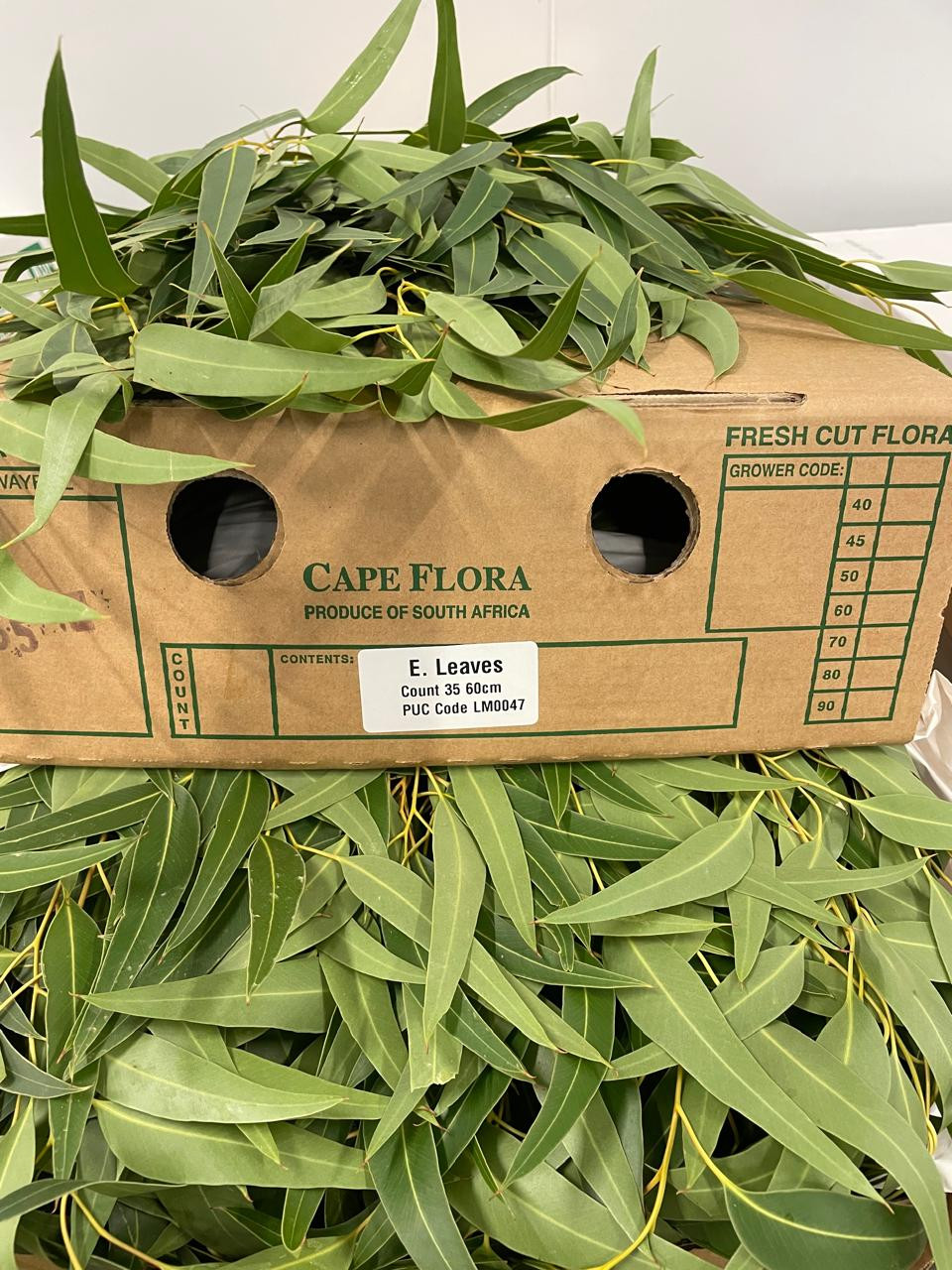 Eucalyptus Leaves