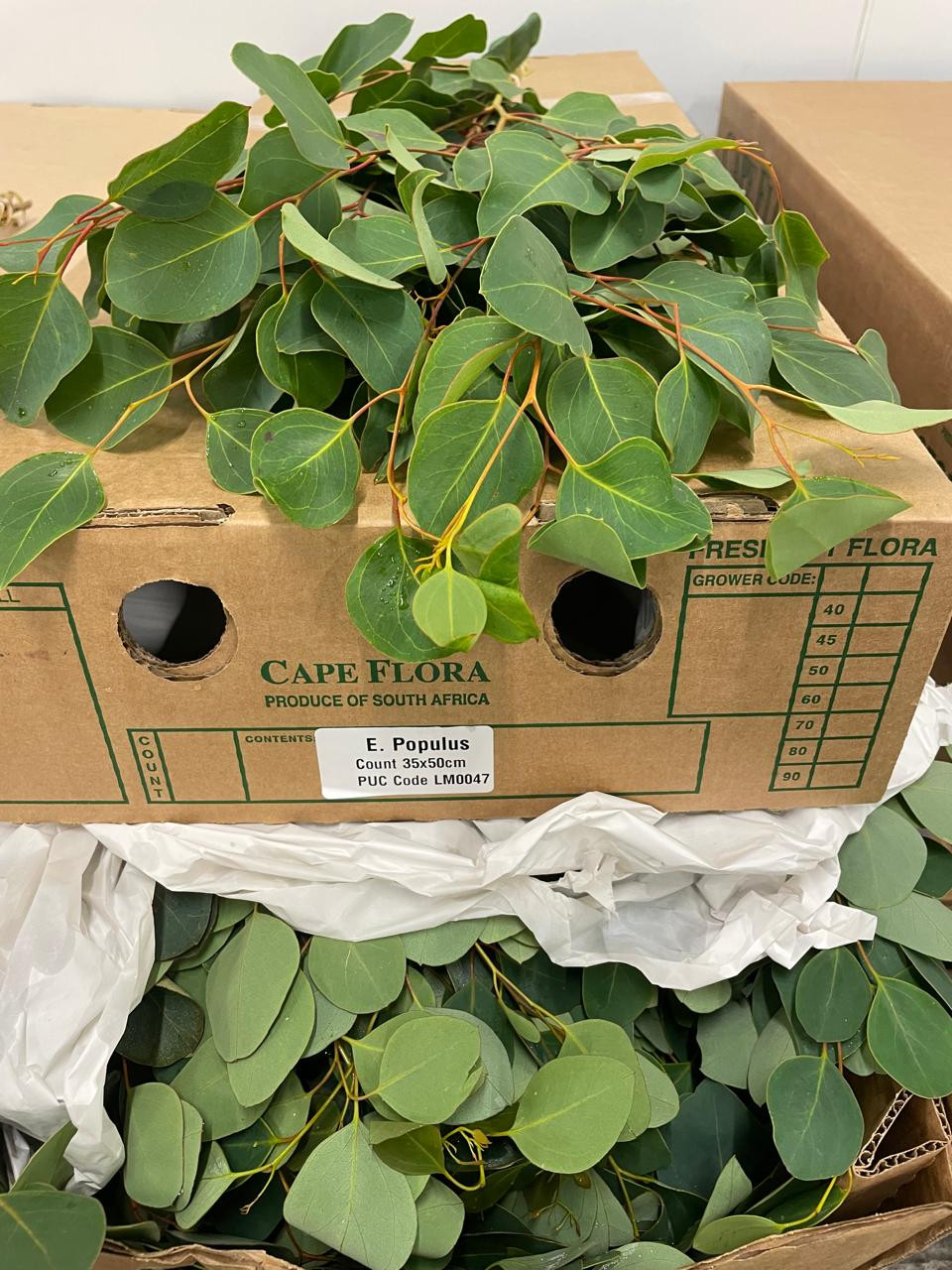 Eucalyptus Populus