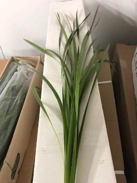 Typha