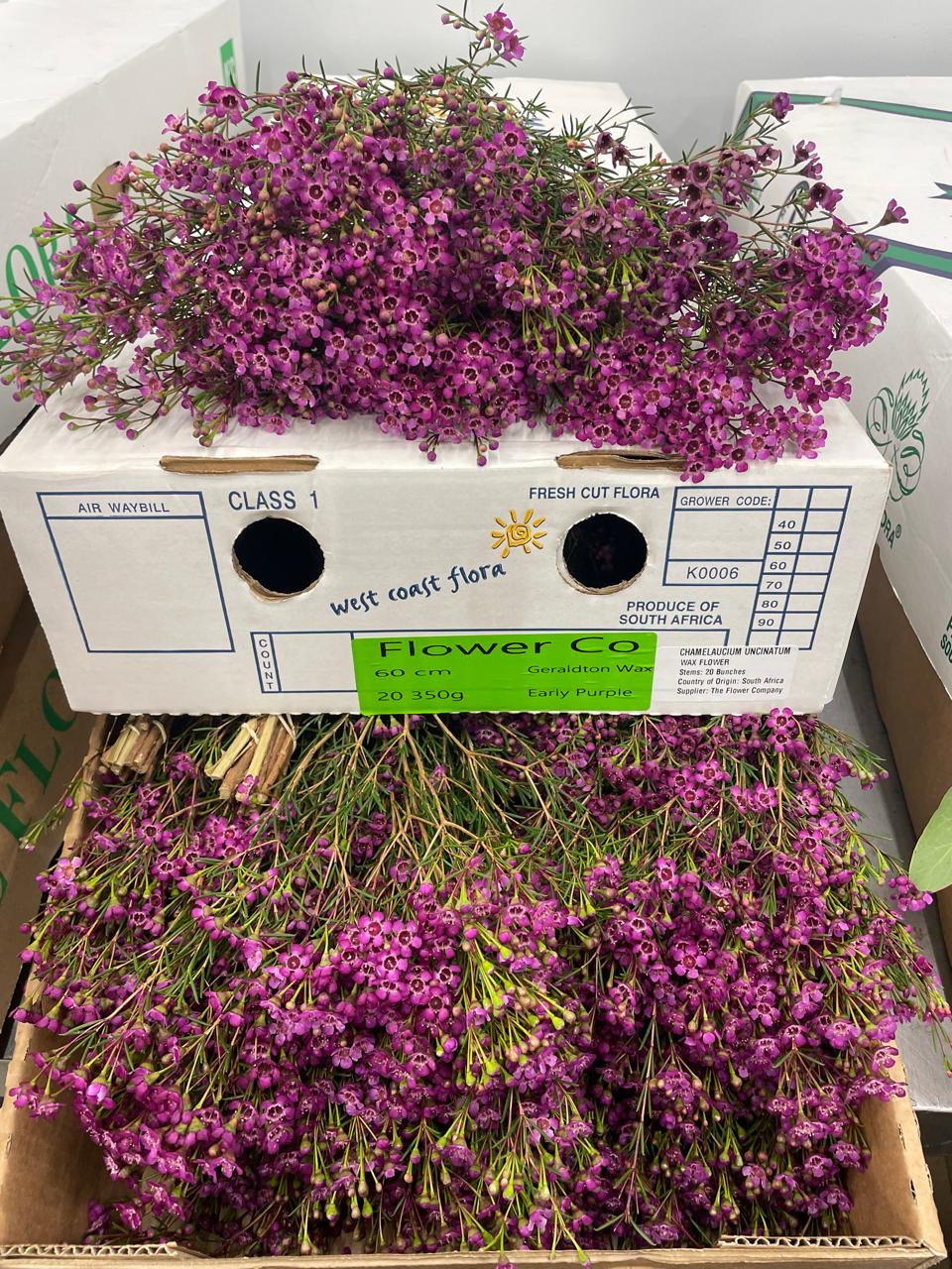 Wax - Early Purple