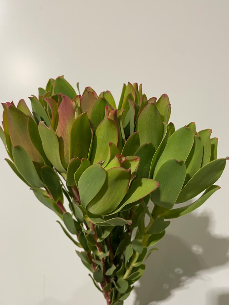 Lcd. Mountain Rose