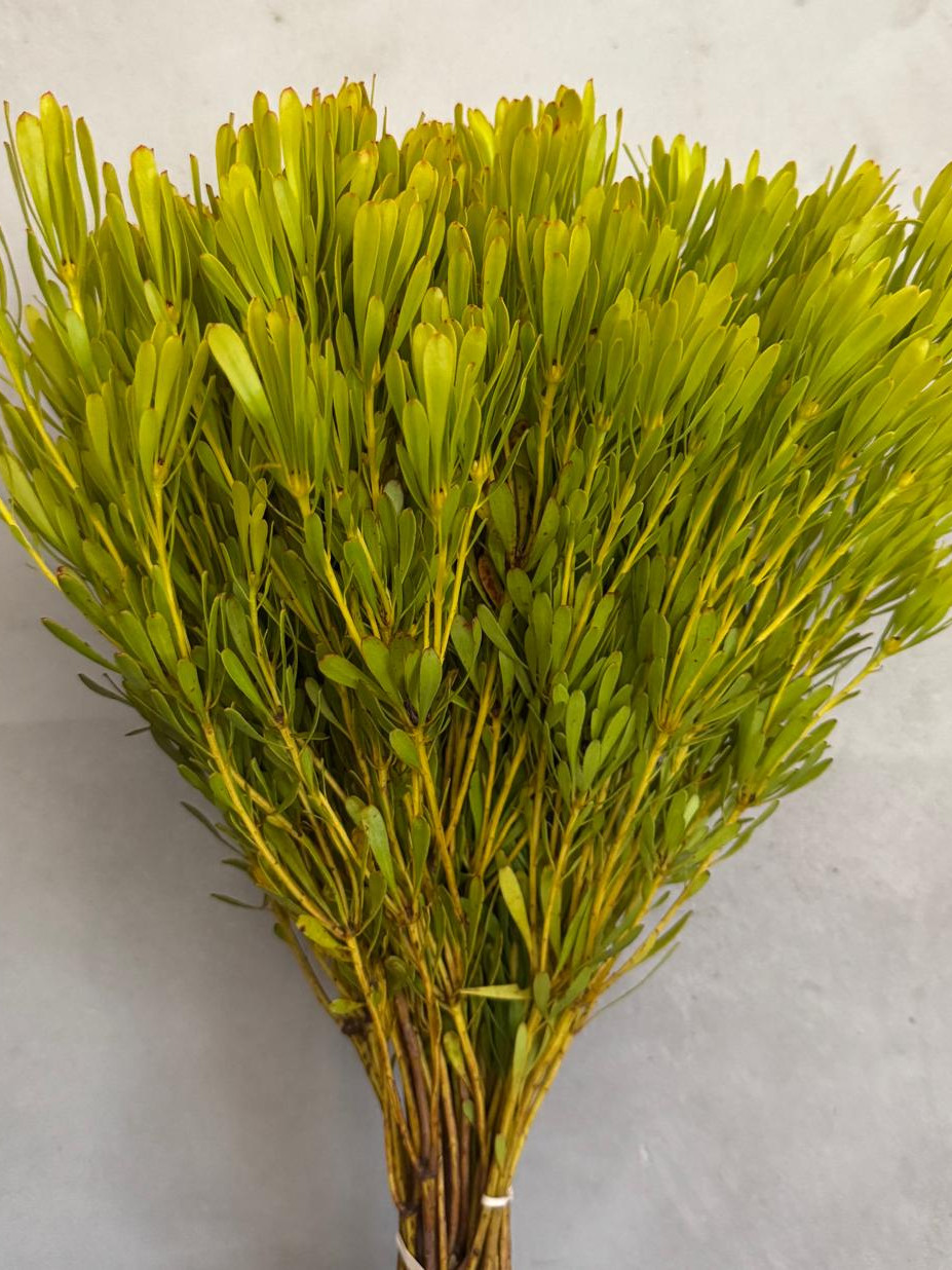 Lcd. Platyspermum