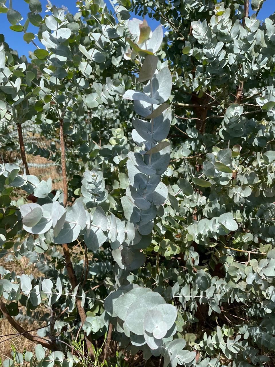 Eucalyptus Cineria - Pennygum