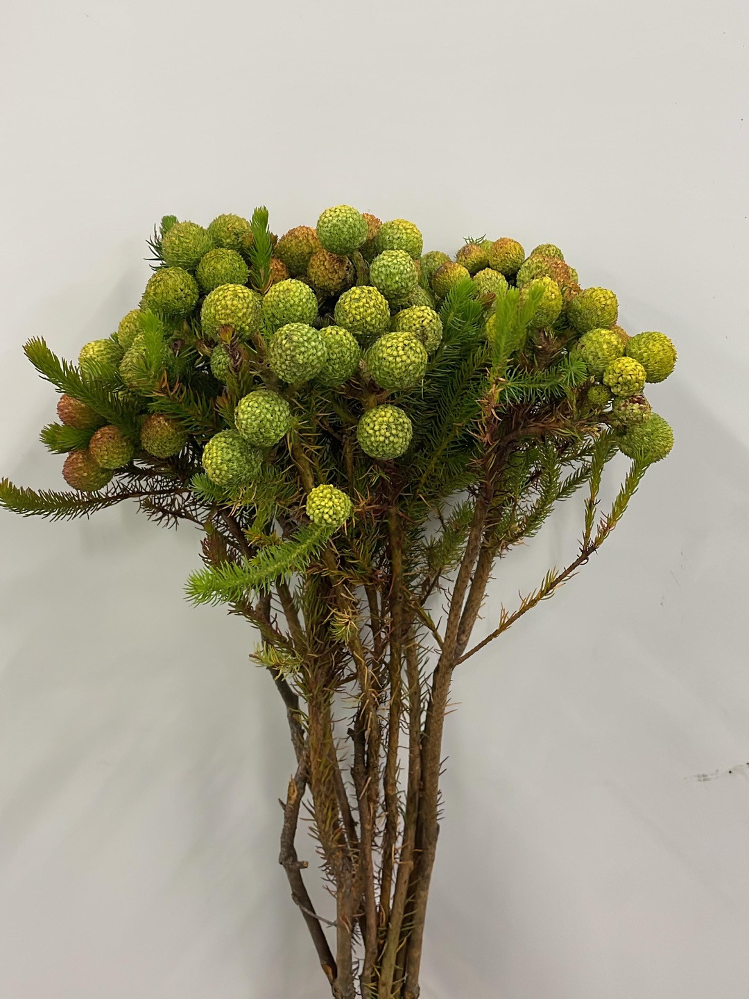 Berzelia Galpinii