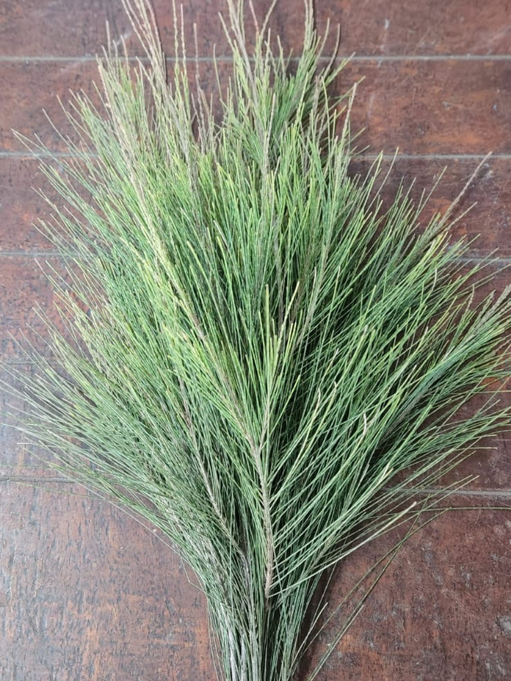Beefwood