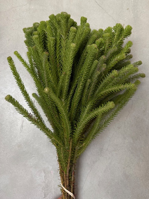 Palacea Young - Natural