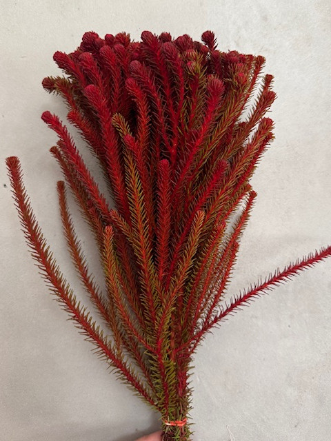 Palacea Young - Tinted