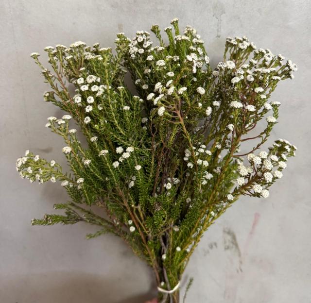 Phylica Ericoides