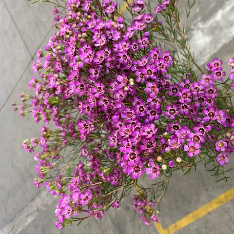 Wax - Early Purple