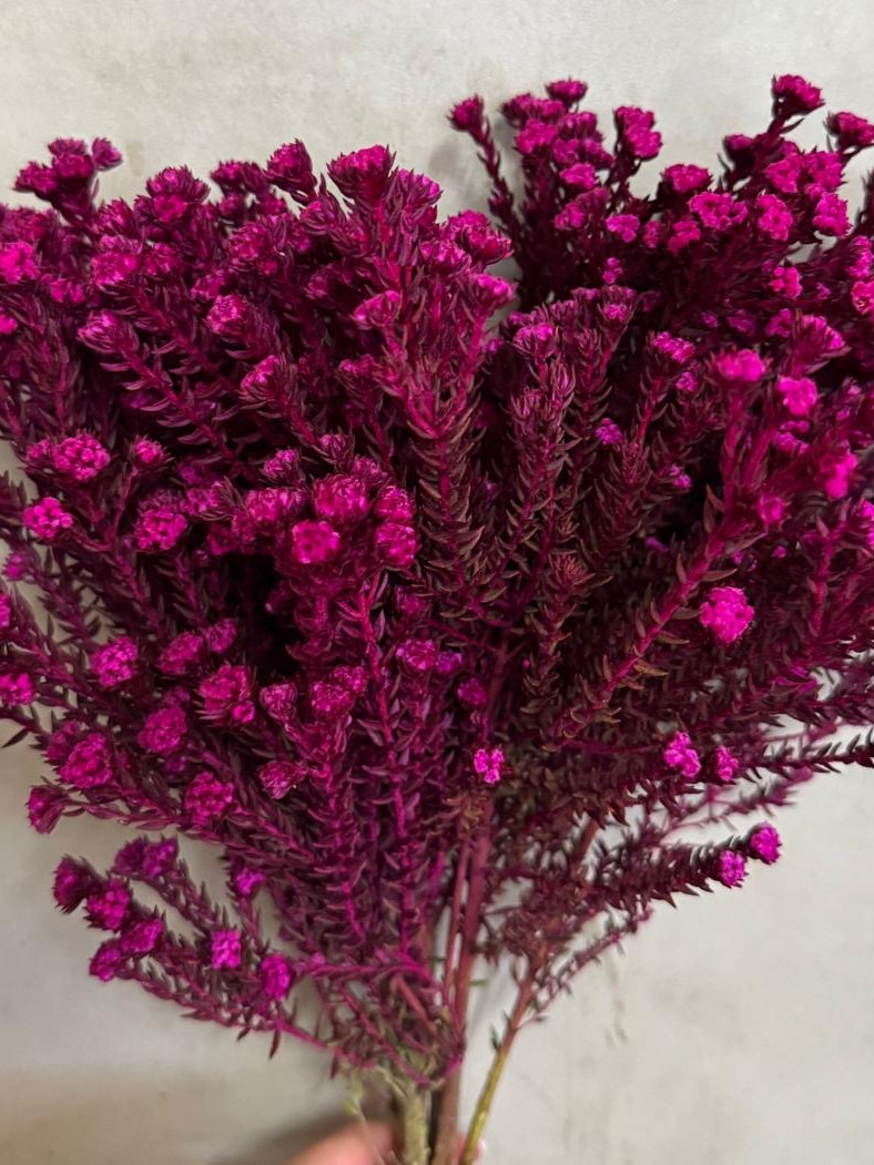 Cottonbush - Tinted