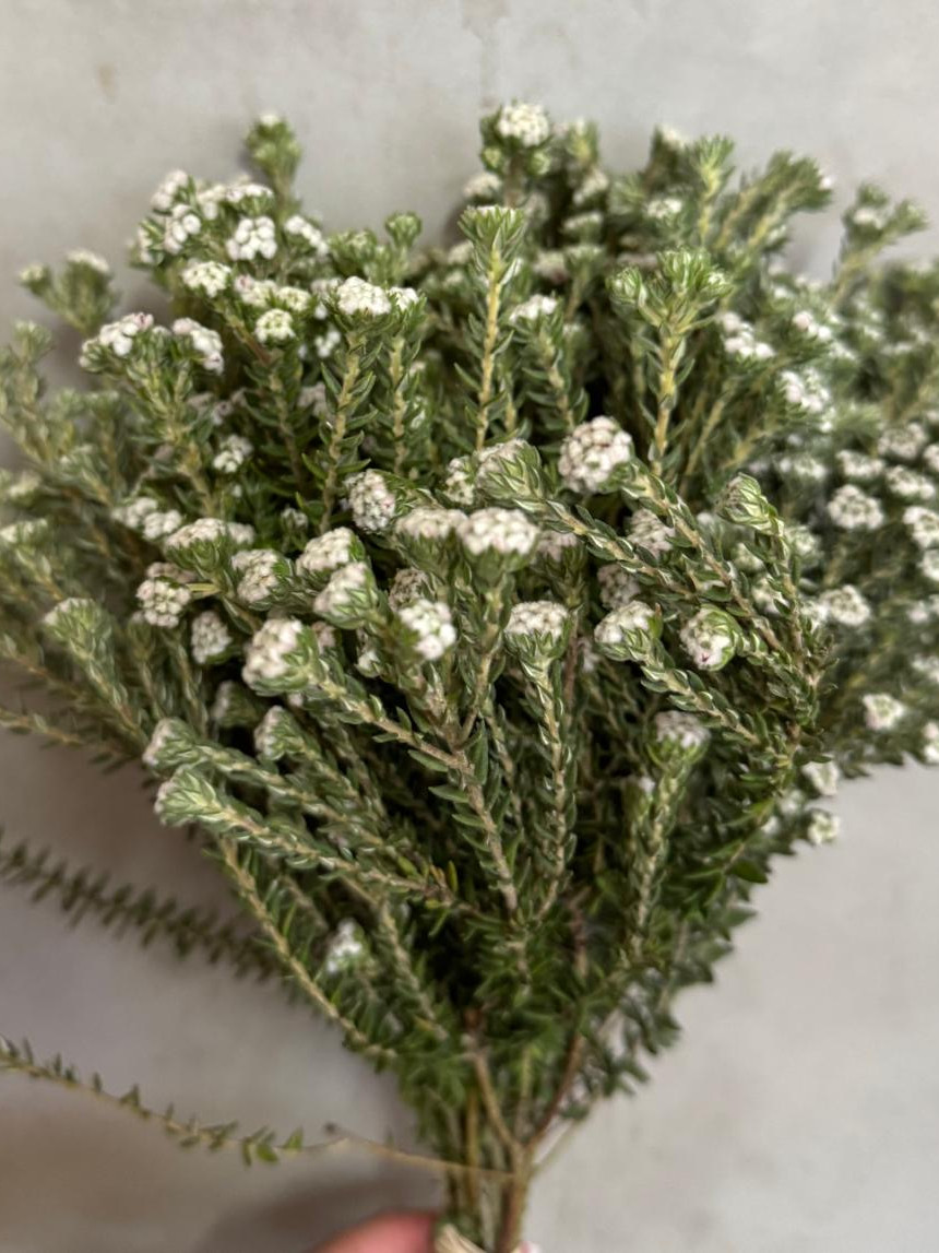 Cottonbush - Natural