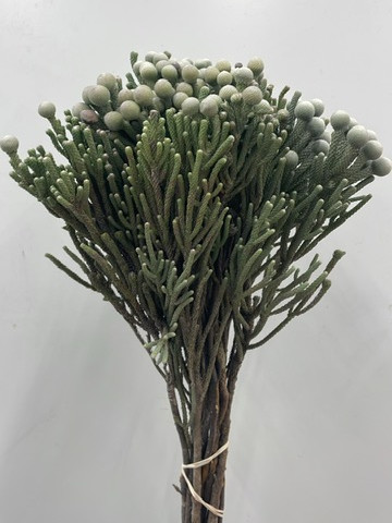 Silver Brunia - Very Young