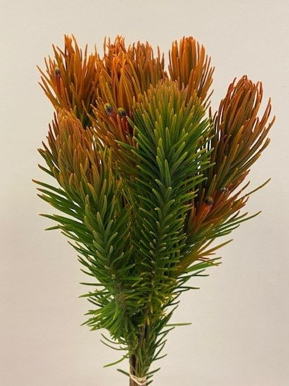 Retzia