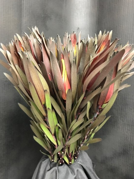 Lcd. Fire Flash