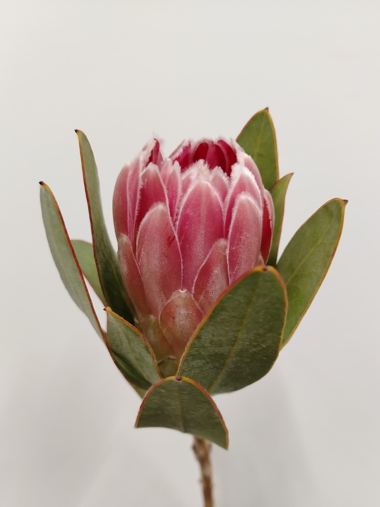 P. Penny Pink