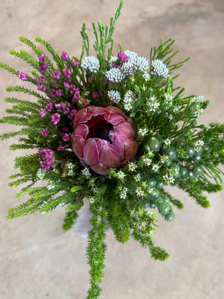 Protea SFB - Natural