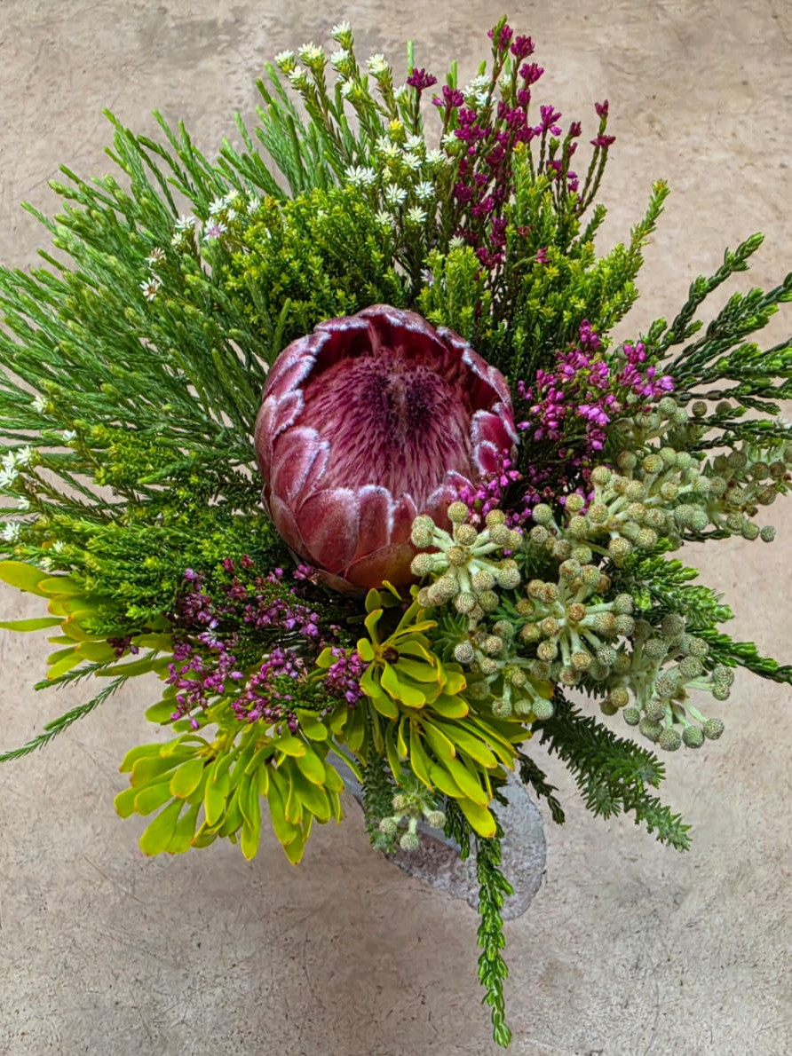 Protea SFB - Natural