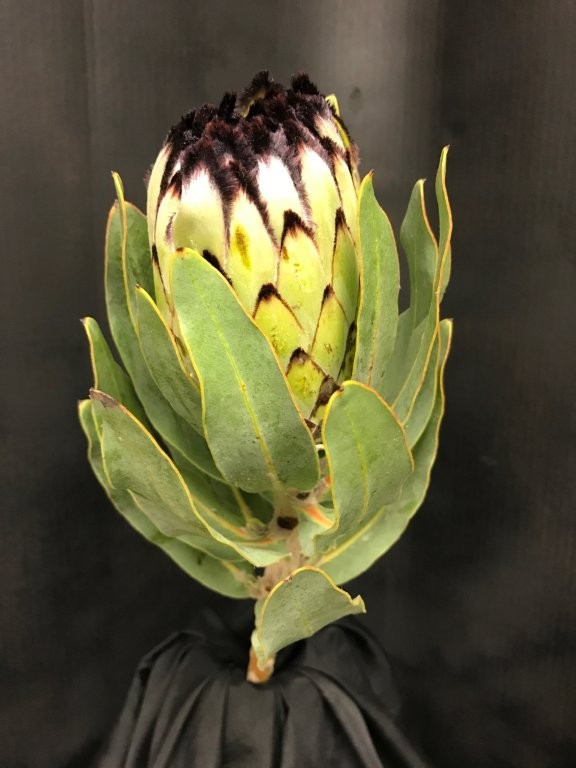 P. Niobe