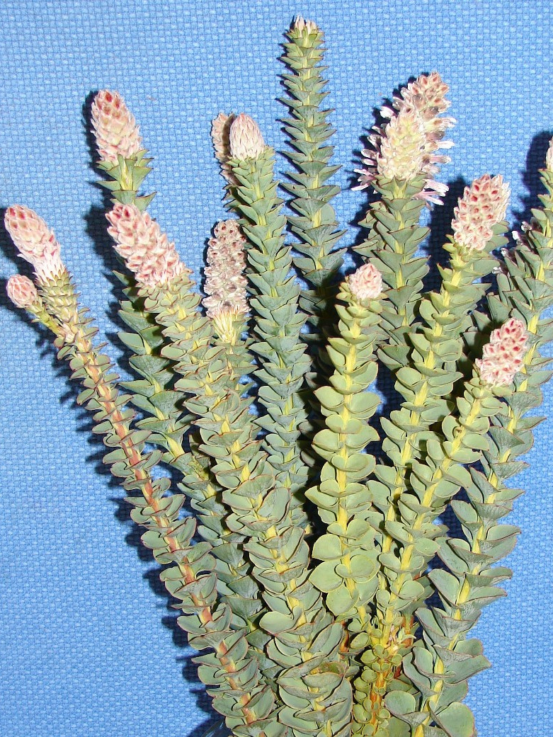Paranomous Reflexus - Natural