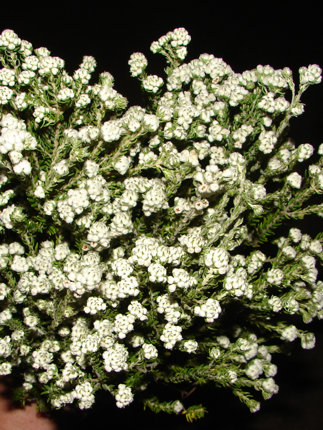 Rock Phylica - Natural