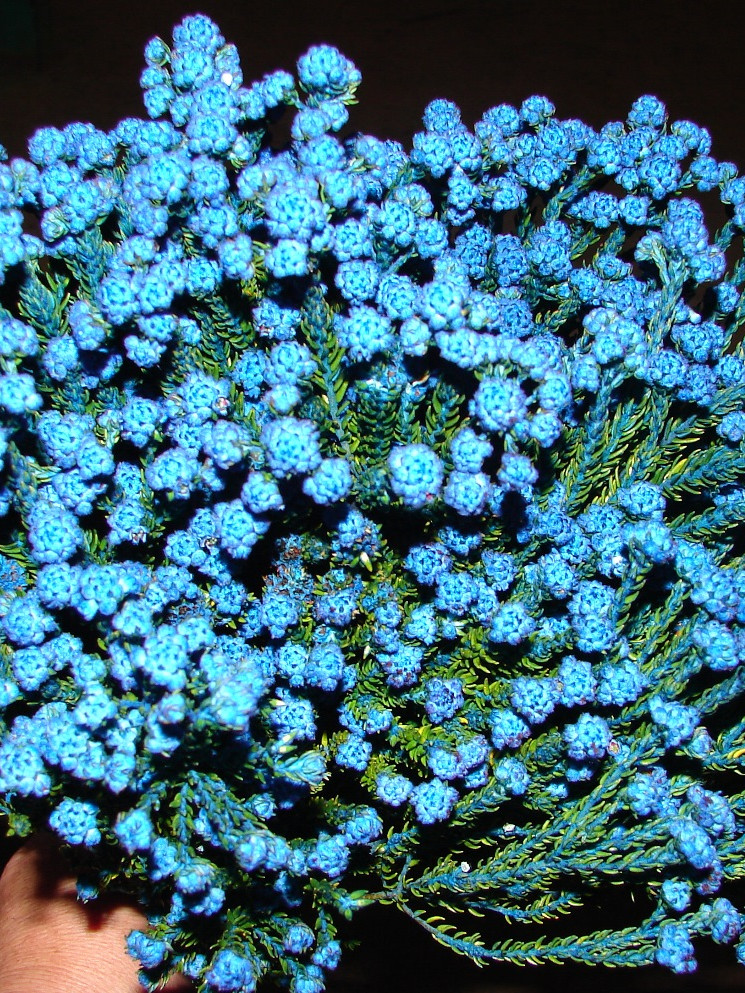 Rock Phylica - Tinted Blue