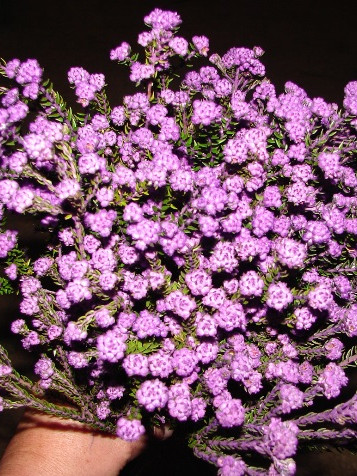 Rock Phylica - Tinted Cerise