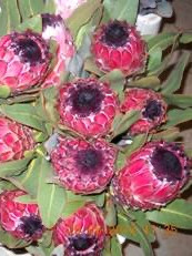 P. Mountain Queen