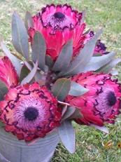P. Ruby Princess