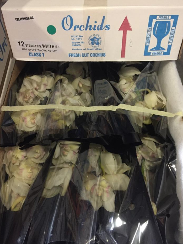 Cymbidium - White