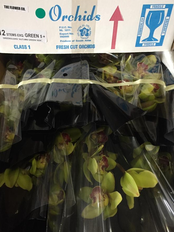Cymbidium - Green