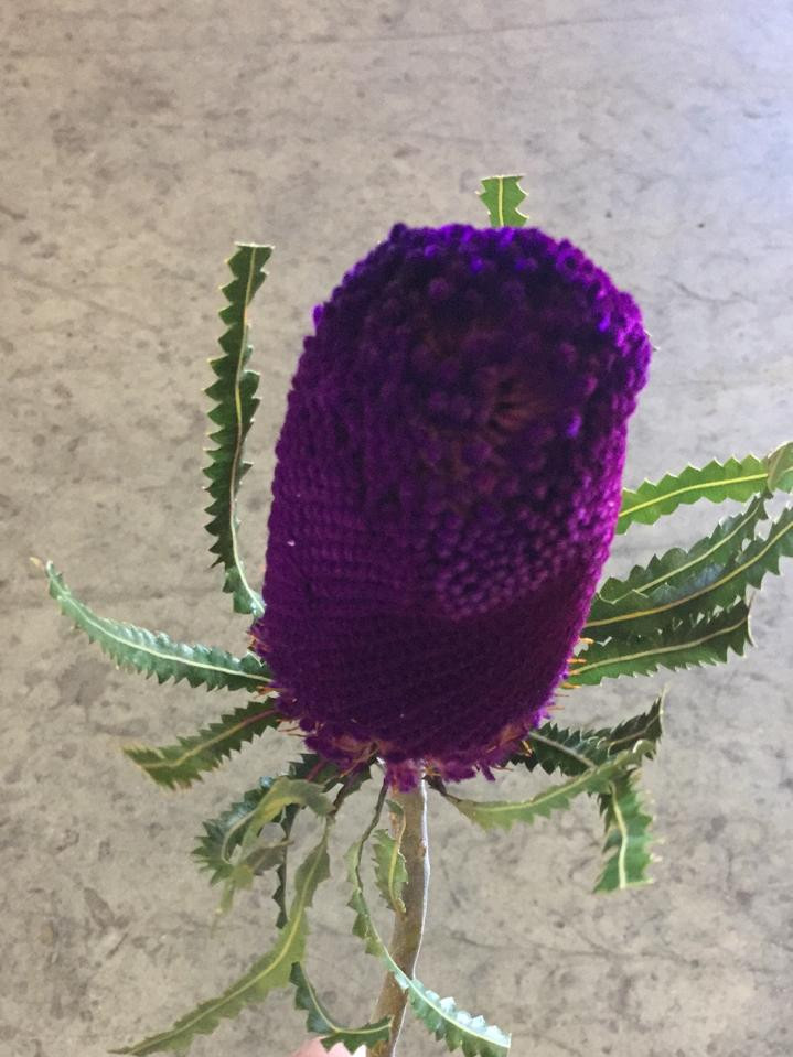 Prionotes - Purple