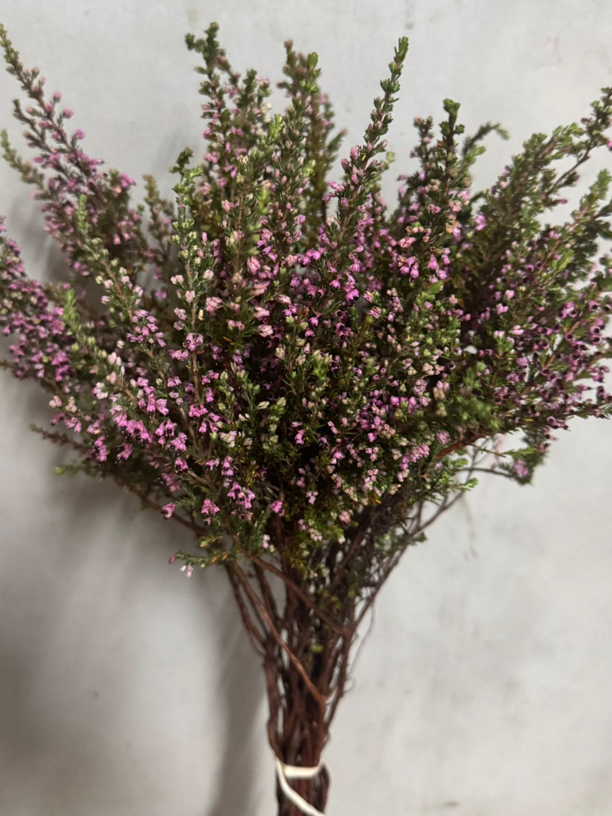 Erica Imbricata