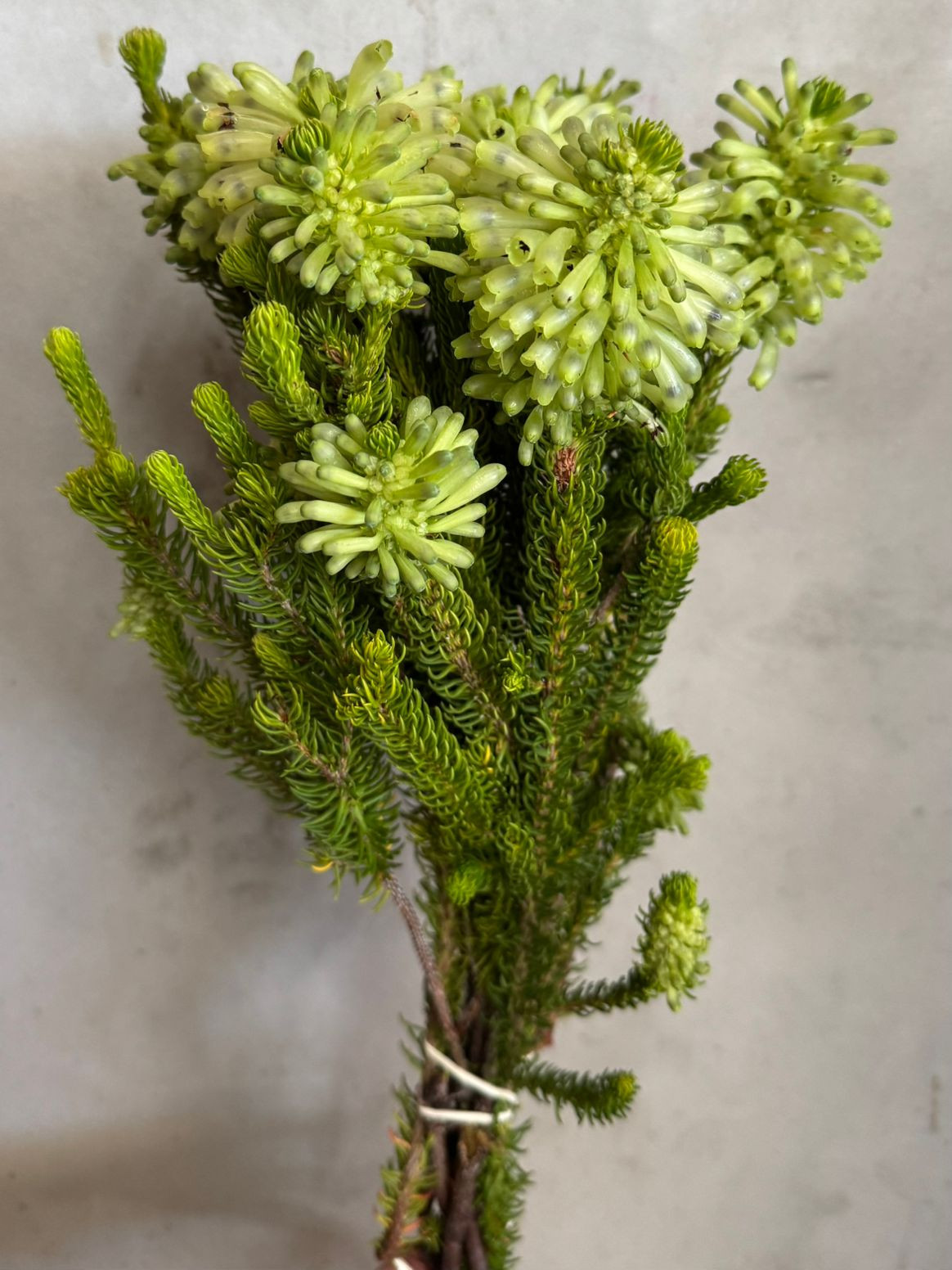 Erica Sessiliflora
