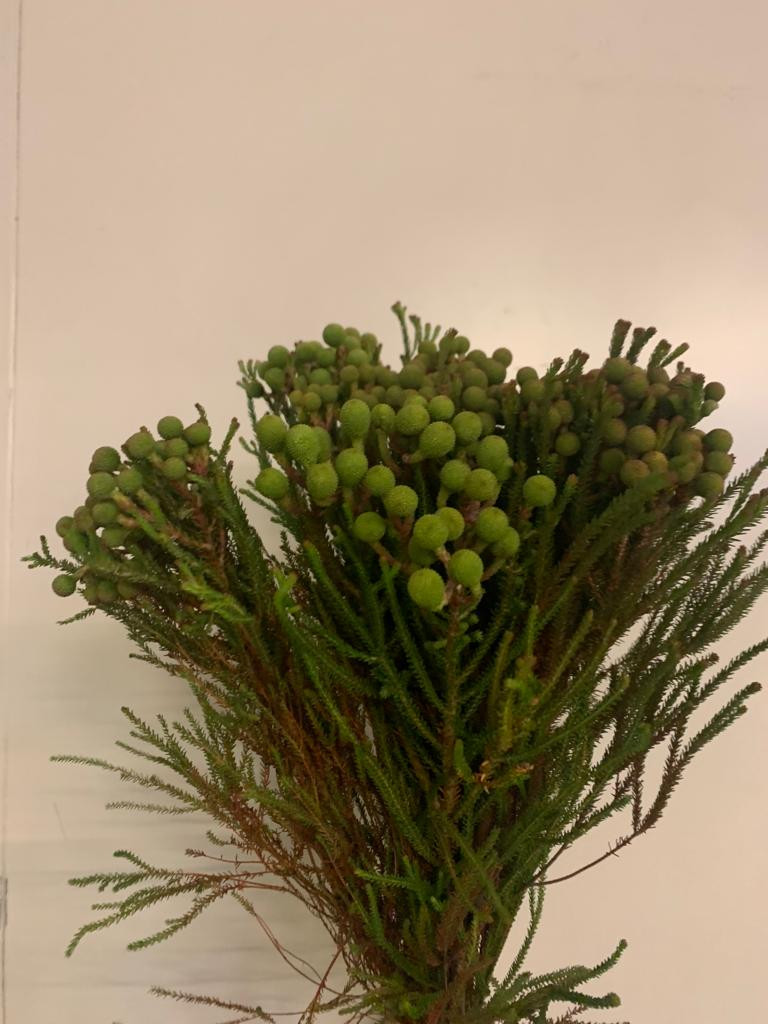 Berzelia Galpinii - Young