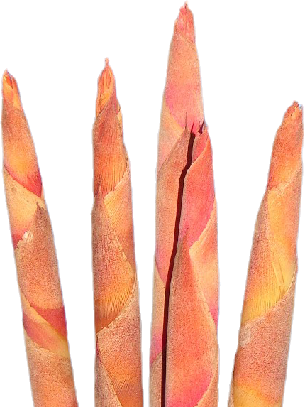 Pokers