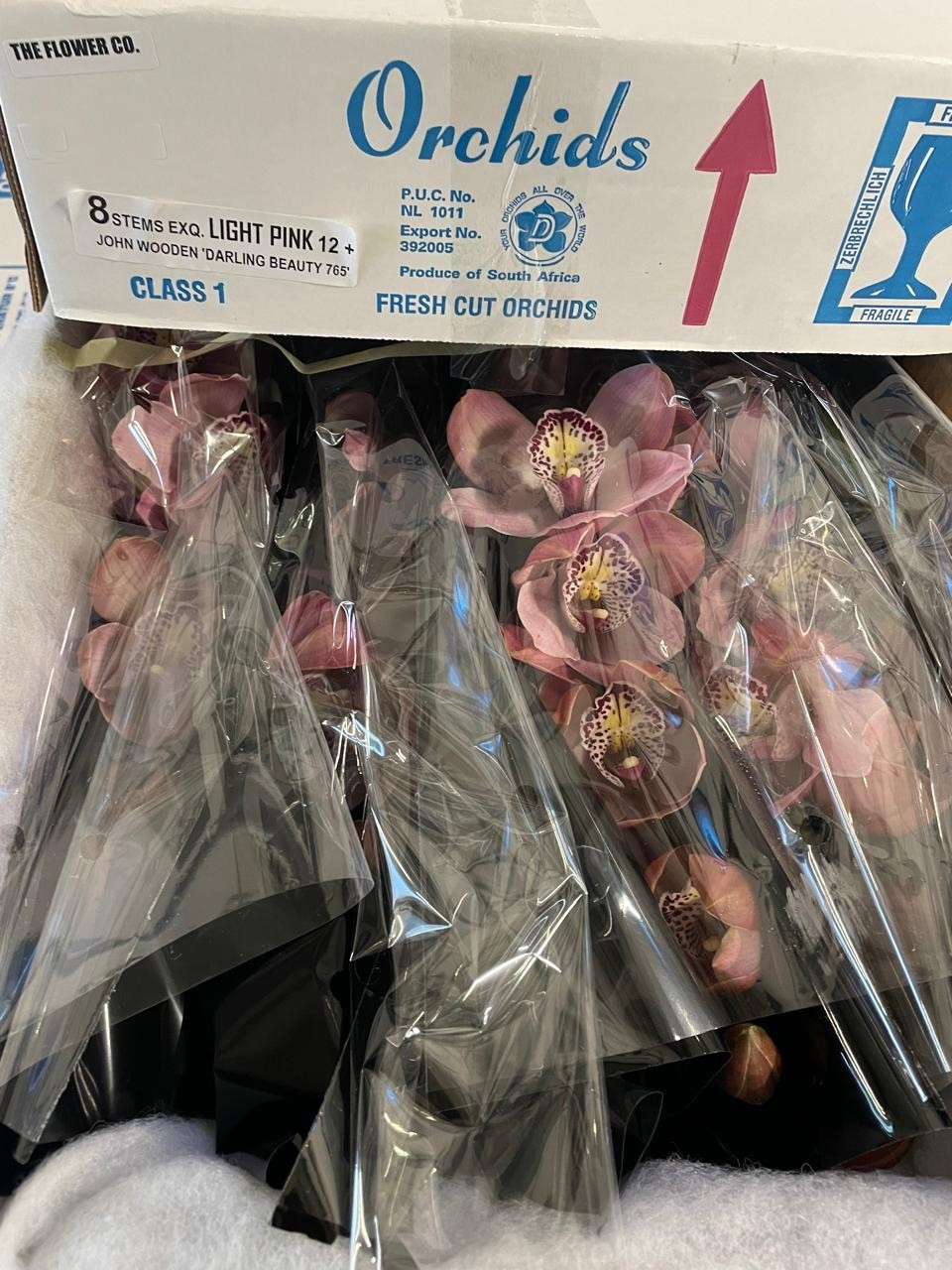 Cymbidium - Light Pink