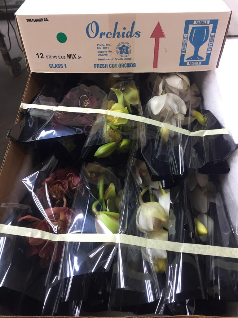Cymbidium - Mixed