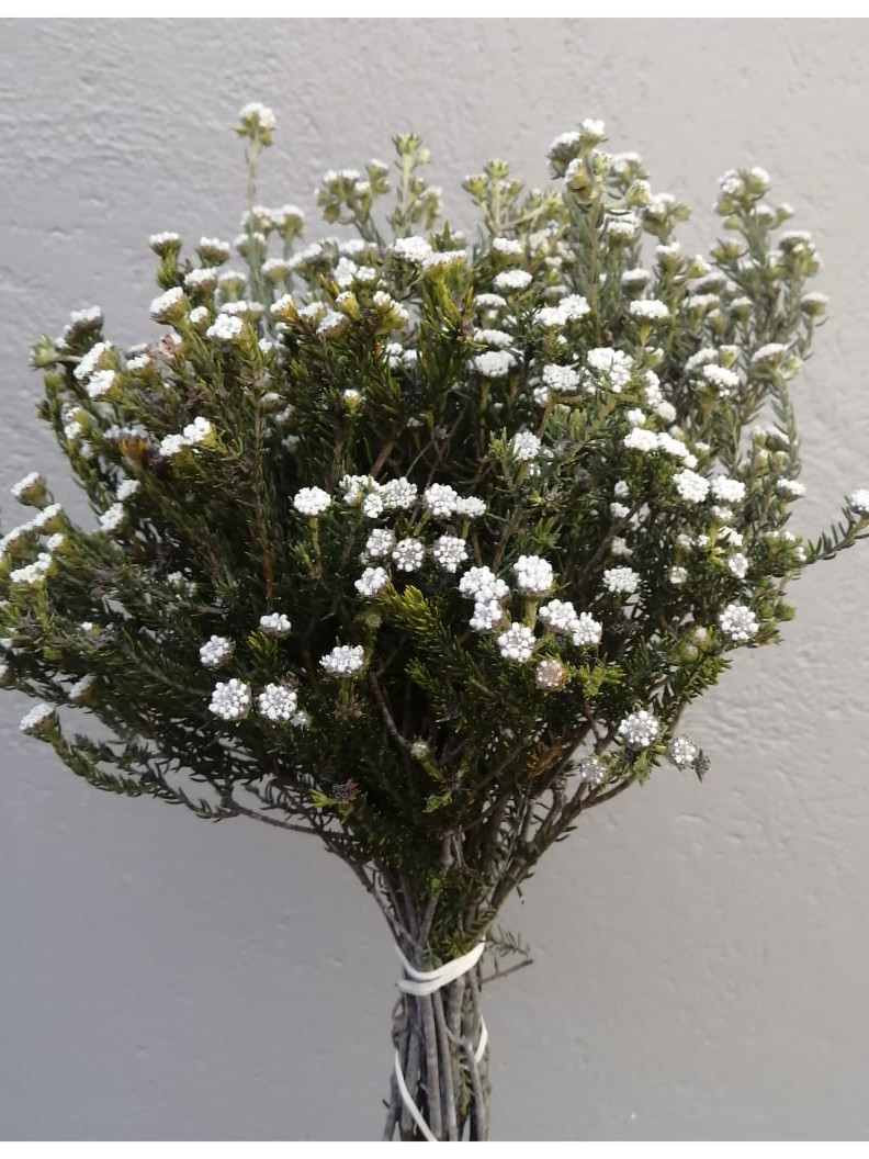 Snowtops - Natural
