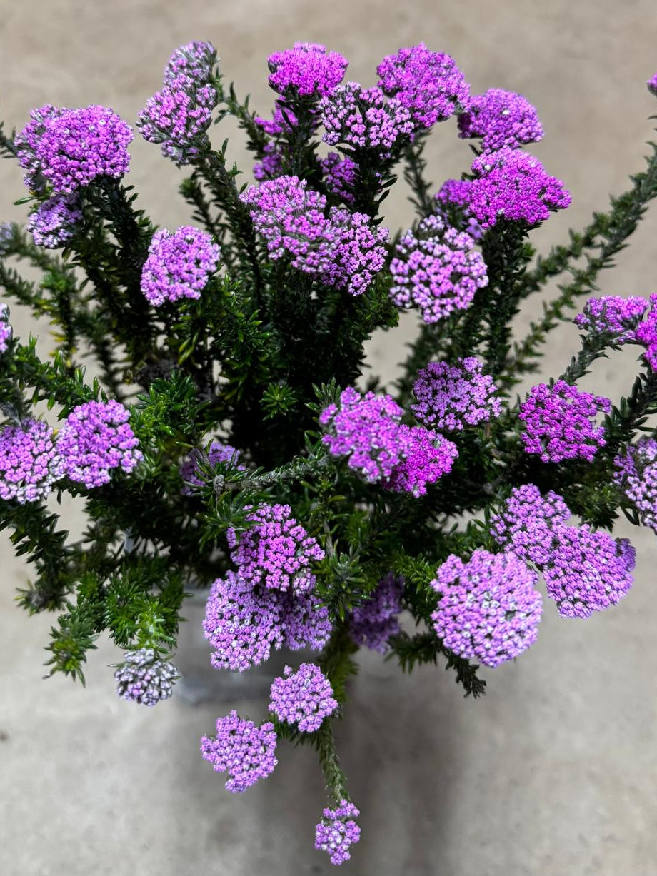 Metalasia - Natural Lilac