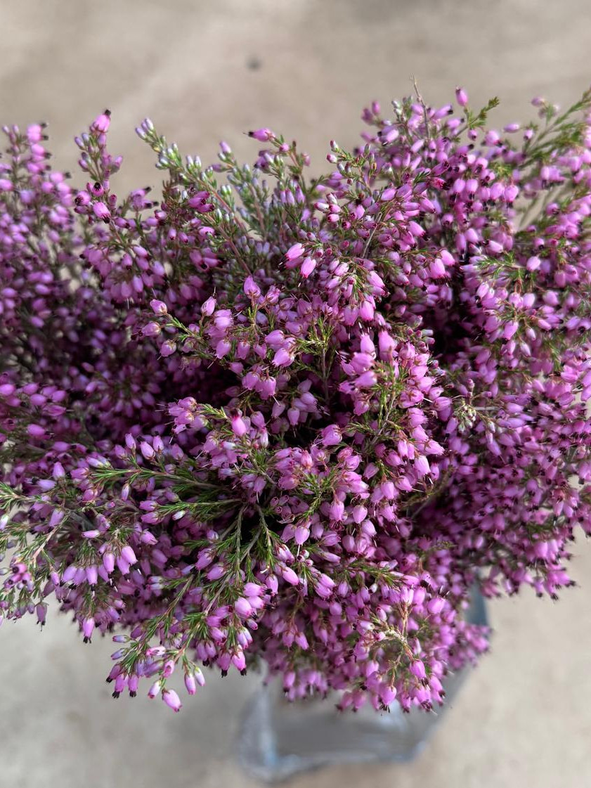 Erica Deliciosa