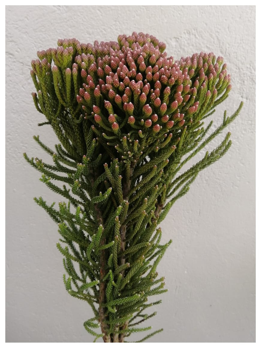 Baby Red Brunia