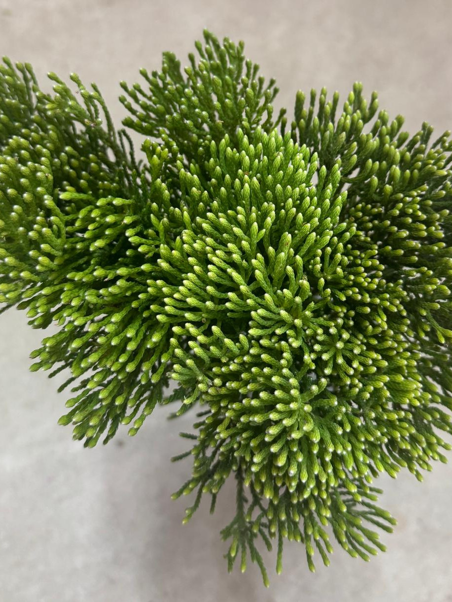 Nebelia Palacea