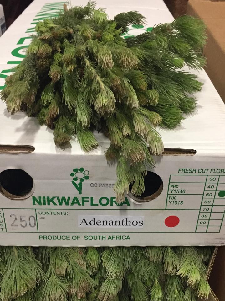 Adenanthos