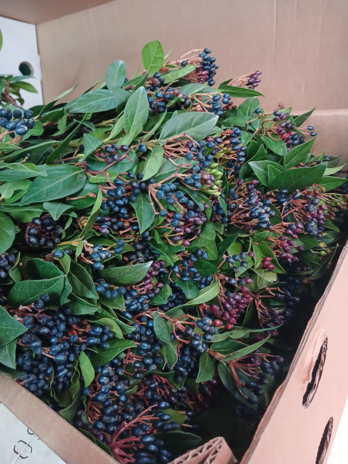 Viburnum Berries