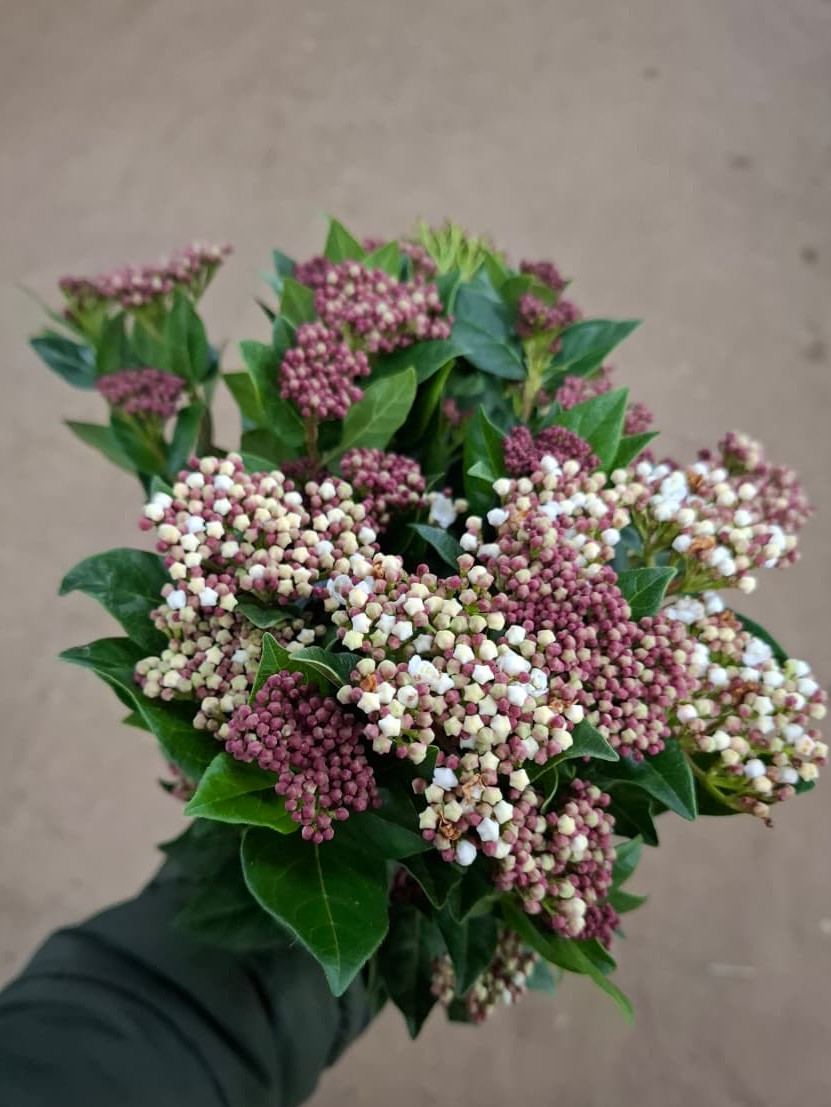 Viburnum Buds