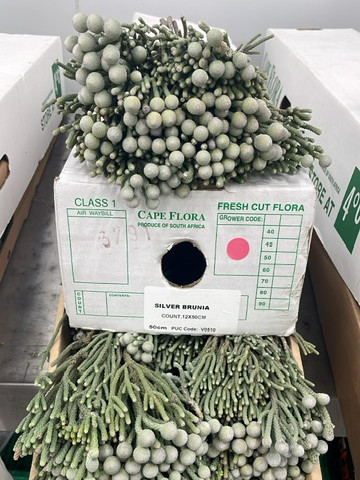 Silver Brunia