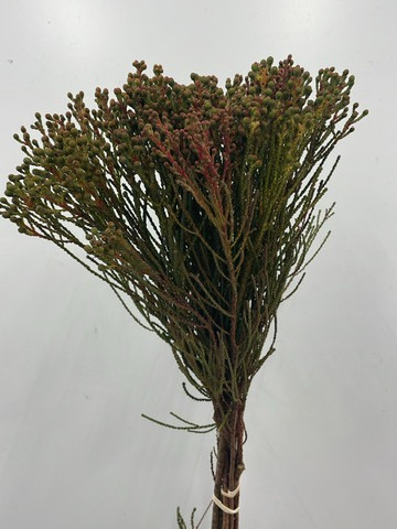 Abratanoides